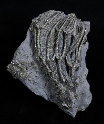 Pyritized Crinoid Arthroacantha - Sylvania, Ohio #1837